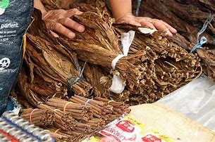 Les Feuilles de Tabac Brut : Plongée dans une Tradition Millénaire